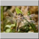 Libellula quadrimcatulata - Vierflecklibelle 10c - Geburt.jpg